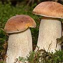 Collection de champignons &agrave; La Palma