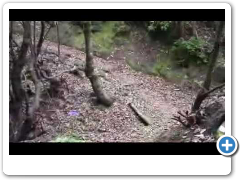 La Palma randonn&eacute;e: Springs
